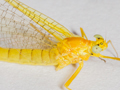 Heptagenia sulphurea